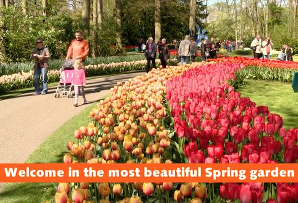 Video: Keukenhof