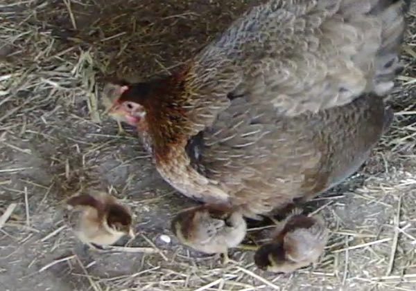 Video: Boerderij Het Geertje