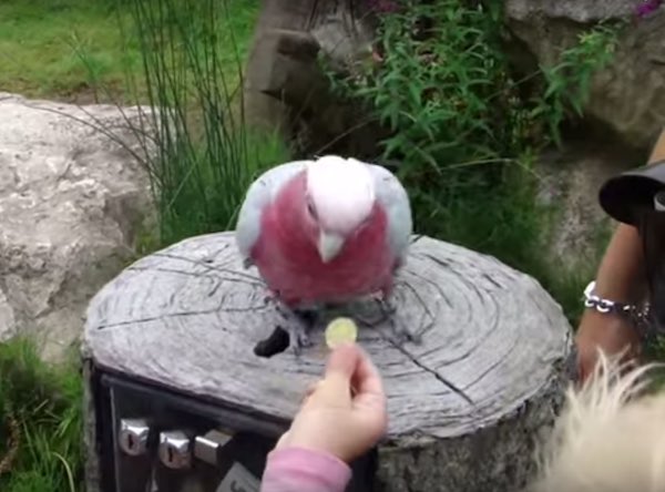 Video: Vogelpark Avifauna