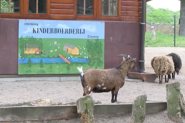 Video: Kinderboerderij Diemen