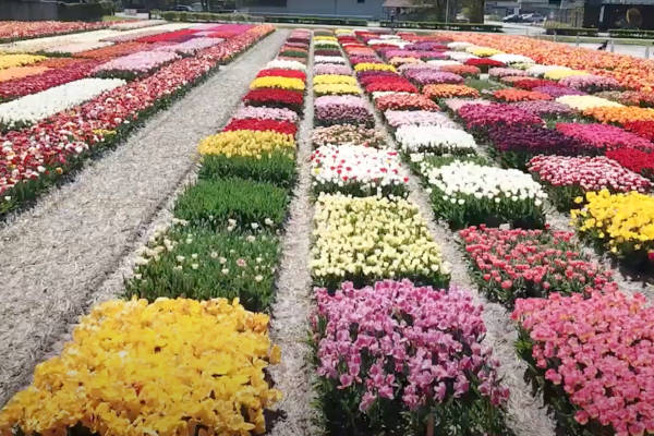 Video: Tulip Experience Amsterdam